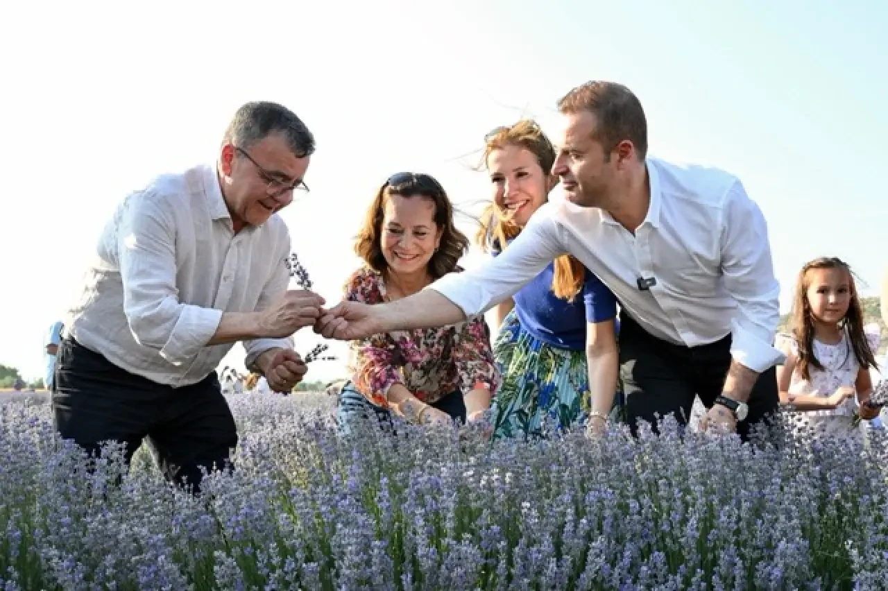 Lavanta Günlerine olan ilgi her yıl artıyor 2