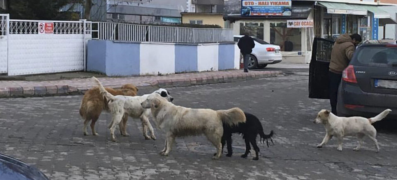 Başıboş köpekler Kaynarca'da korku salıyor