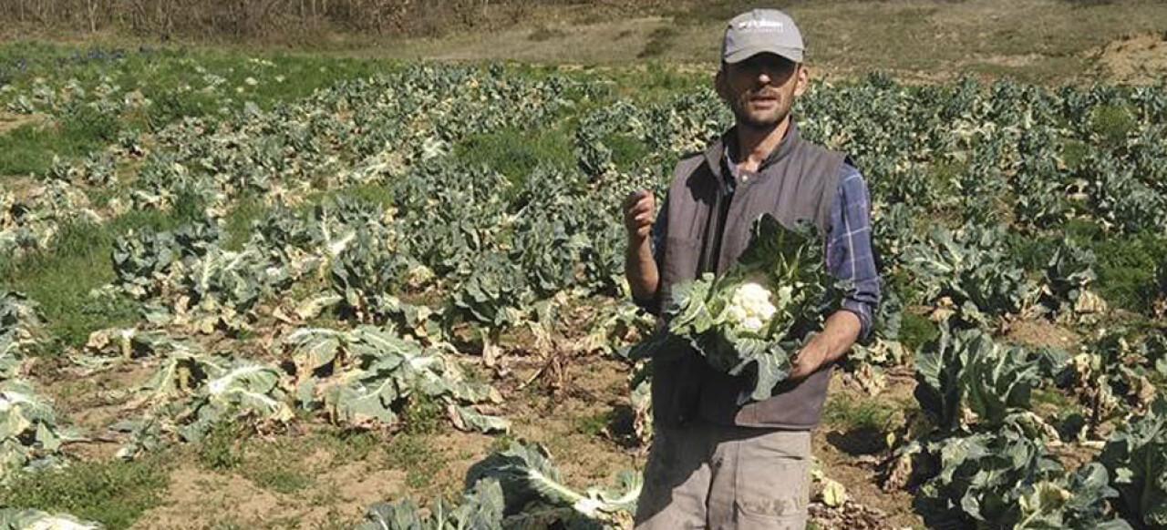 Karnabahar bu yıl üreticiyi memnun etmedi