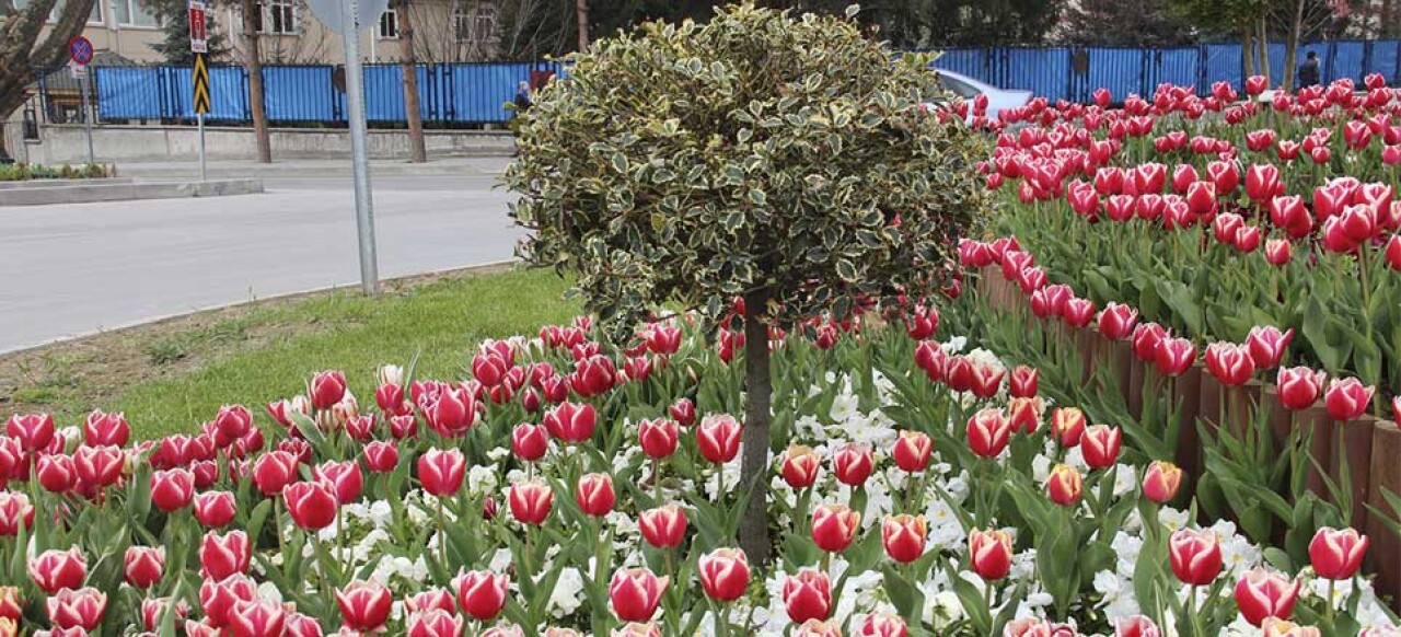 Bolu'ya yarım milyon lale dikildi