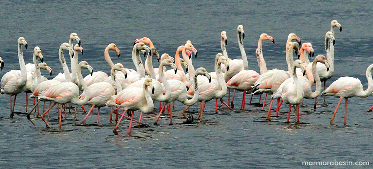 İzmit Körfezi, flamingolar ve binlerce su kuşunun uğrak yeri oldu