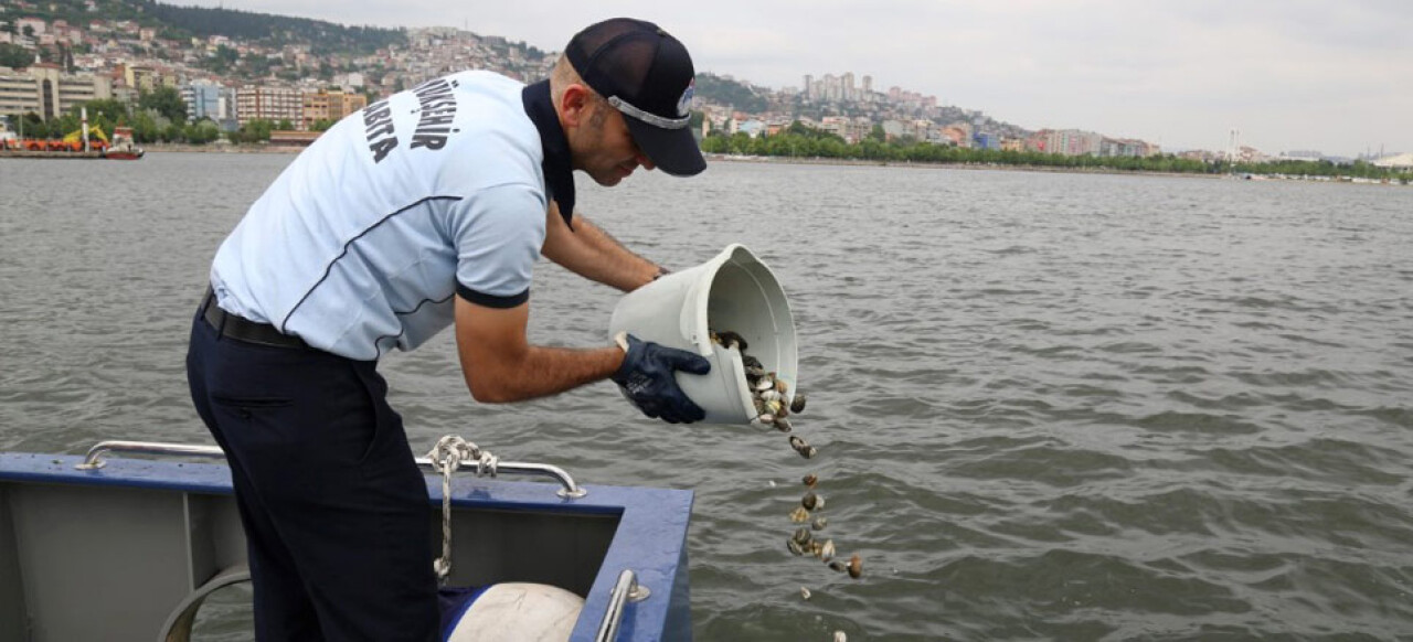 Kocaeli Zabıtası midye avcılarına göz açtırmıyor