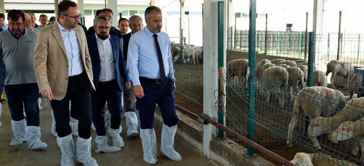 Bursa Büyükşehir'den üreticiye Merinos desteği