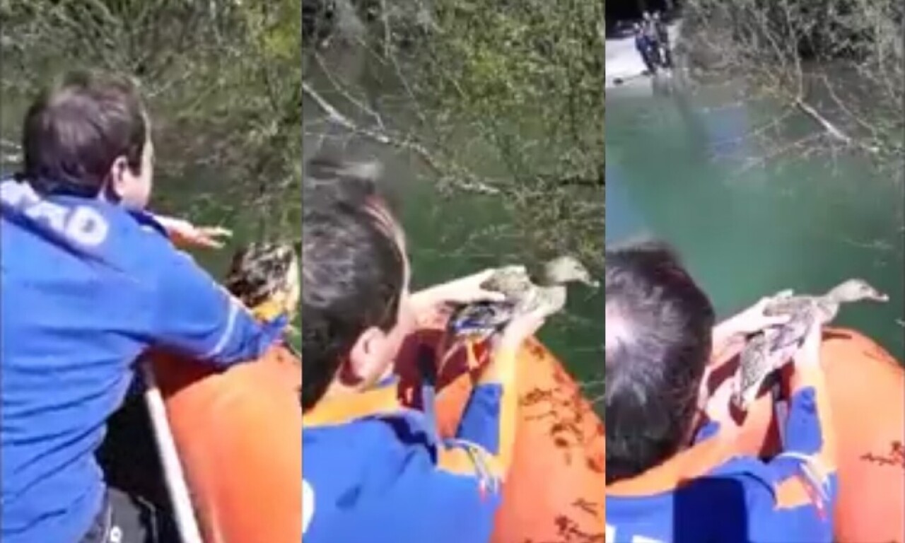 Misinaya takılan ördek AFAD tarafından kurtarıldı