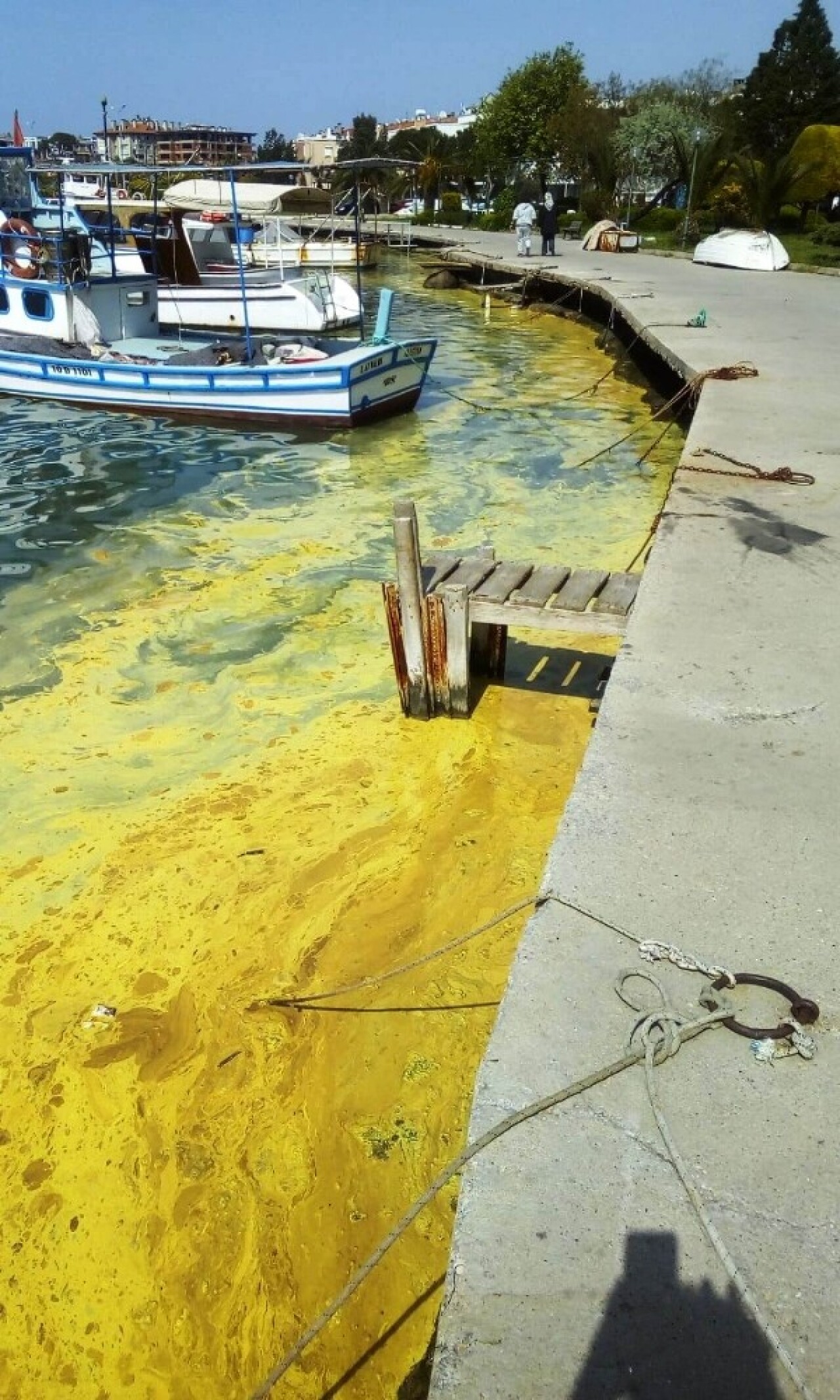 Ayvalık’ta deniz üzerindeki sarı tabaka şaşırttı