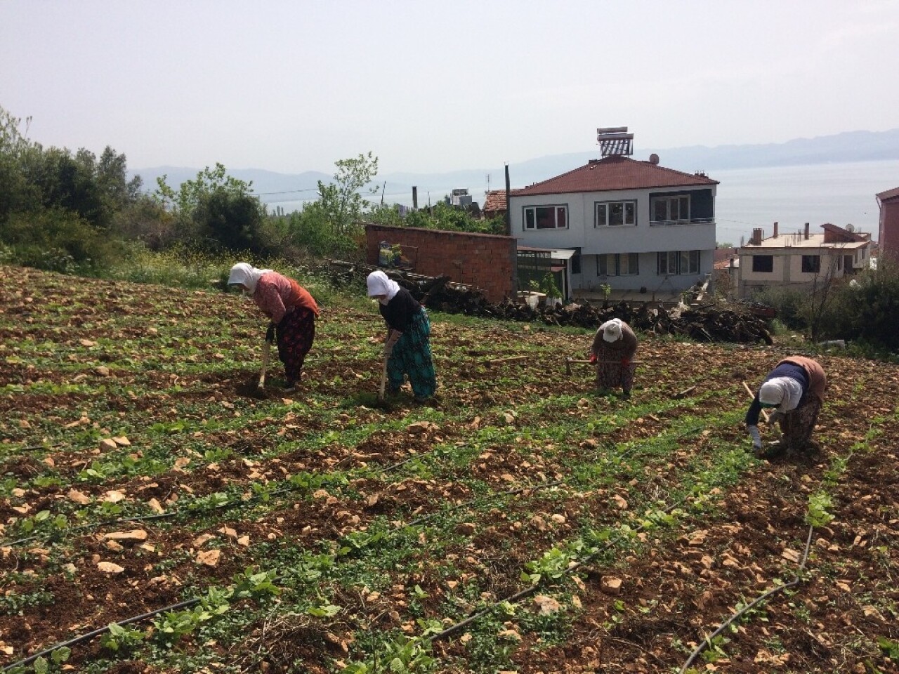 Kırağıdan yanan fasulye ve kabaklar yeniden ekiliyor