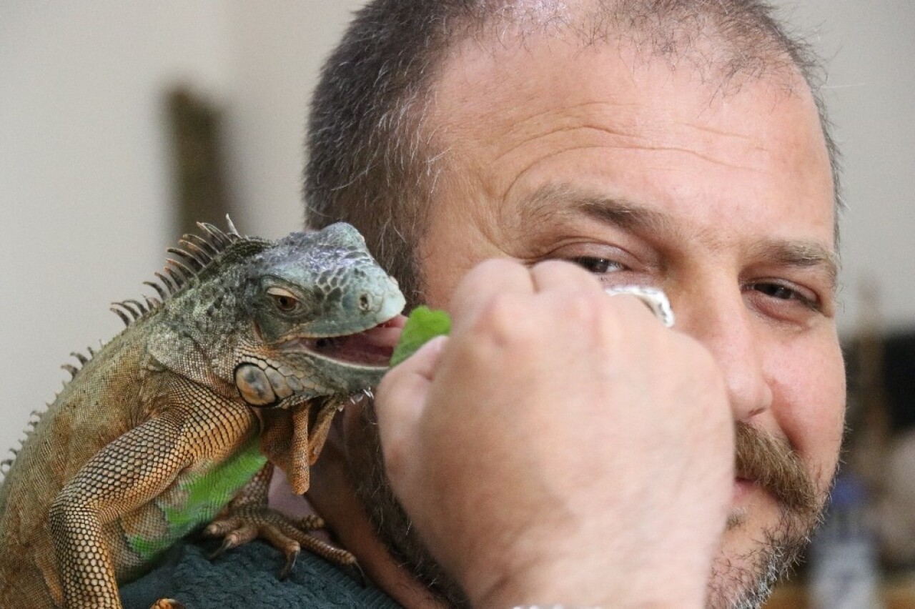 (Özel) 5 yıldır beslediği iguana en yakın arkadaşı oldu