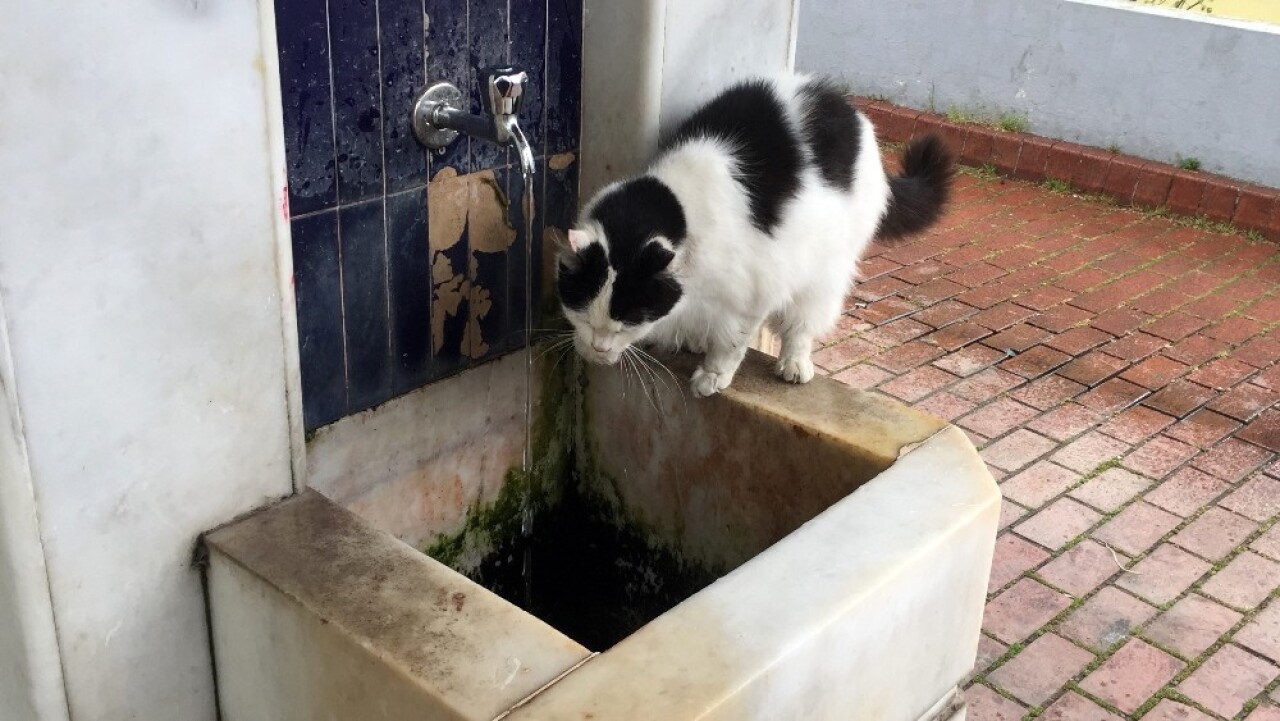 Cami şadırvanından patileriyle su içen kedi görenlerin ilgi odağı oldu