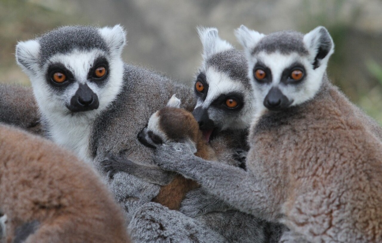 (Özel) Lemur ailesine 8 yeni üye