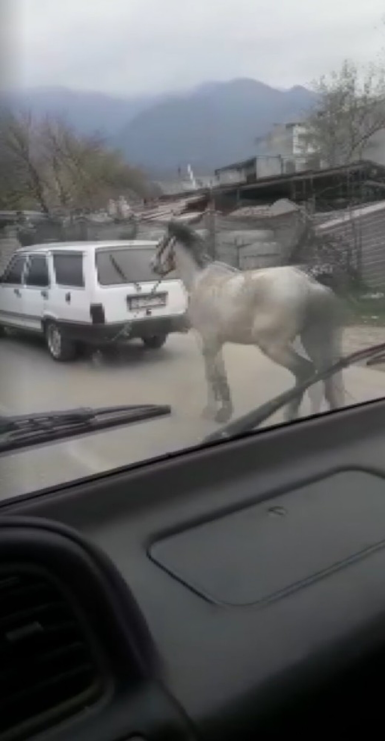 Vicdansız sürücü atını aracının arkasına bağlayıp ana yolda koşturdu