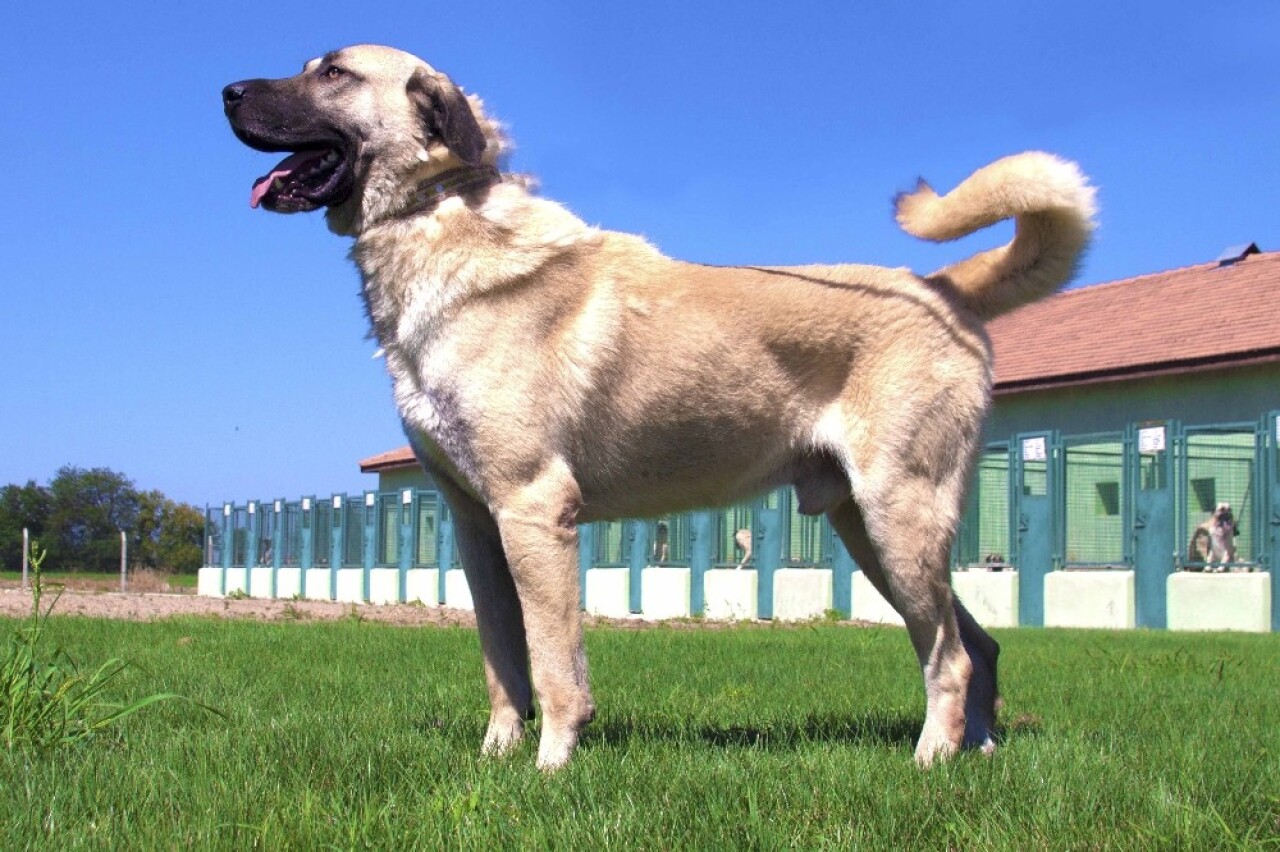 Bursa’da yetişen kangal ve akbaşların genlerine özel koruma