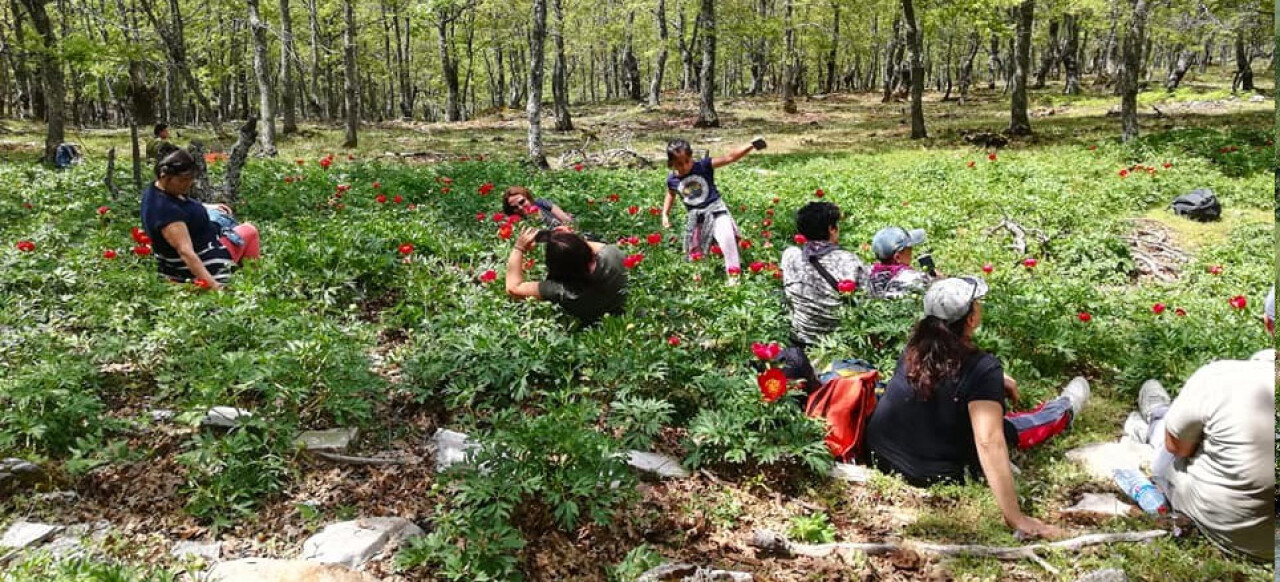 Şakayık doğa tutkunlarını Kazdağları’na çekiyor