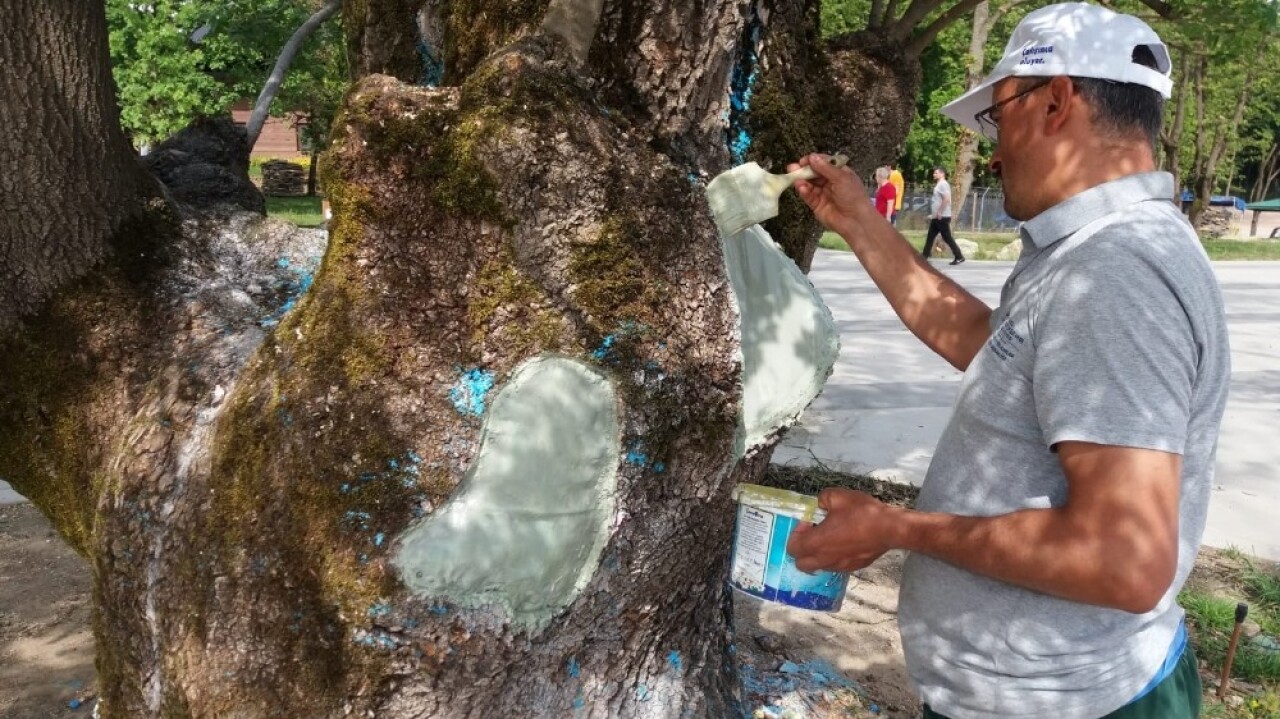 Kocaeli’de çürümeye başlayan asırlık çınar tedavi edildi