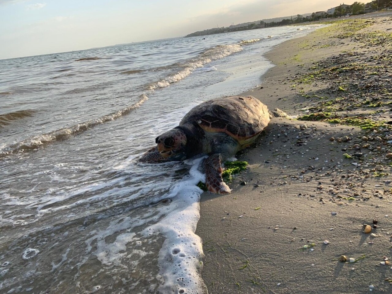 Silivri’de ölü caretta caretta kıyıya vurdu