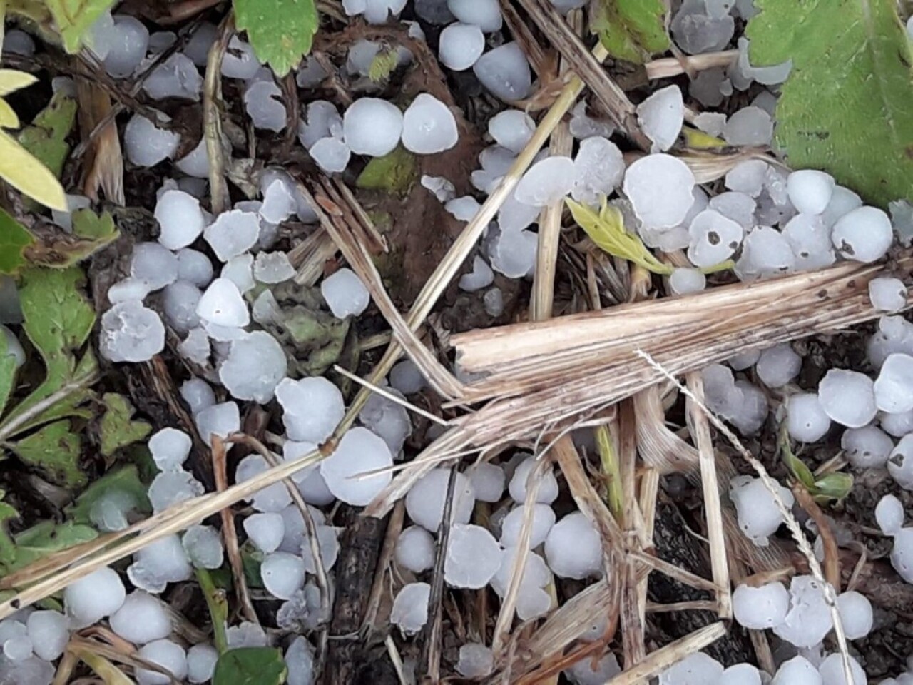 Sakarya’da kısa süreli fındık büyüklüğünde dolu yağdı
