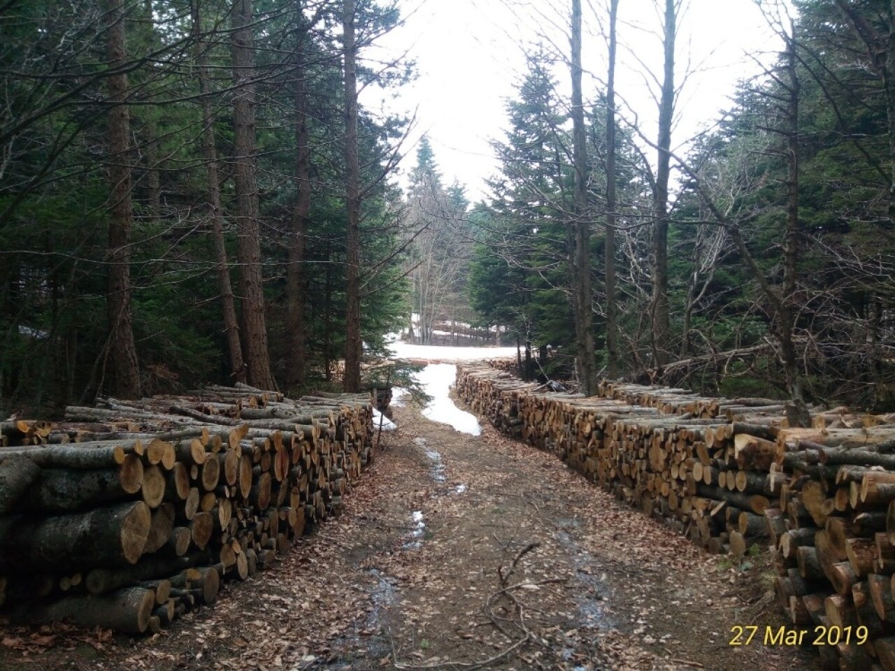 Uludağ’da yol bahanesiyle ağaç kesilmesine tepki