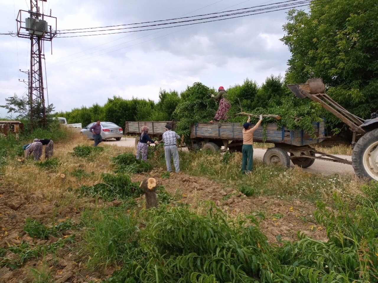 30 bin meyve ağacı kesildi