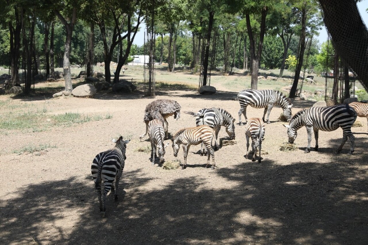 Bursa Hayvanat Bahçesi’nde  yavru zebra sevinci