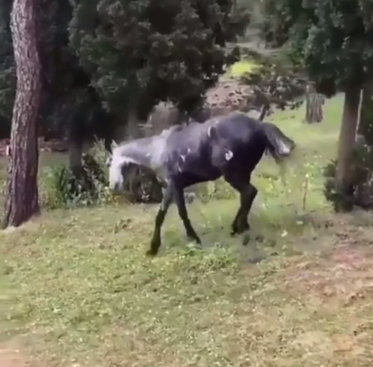 Heybeliada’da atın içler acısı hali yürekleri sızlattı