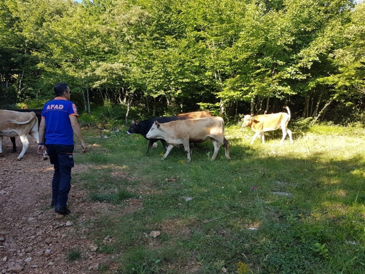 Ormanda kaybolan inek sürüsünden 9’u AFAD insansız hava aracı ile bulundu