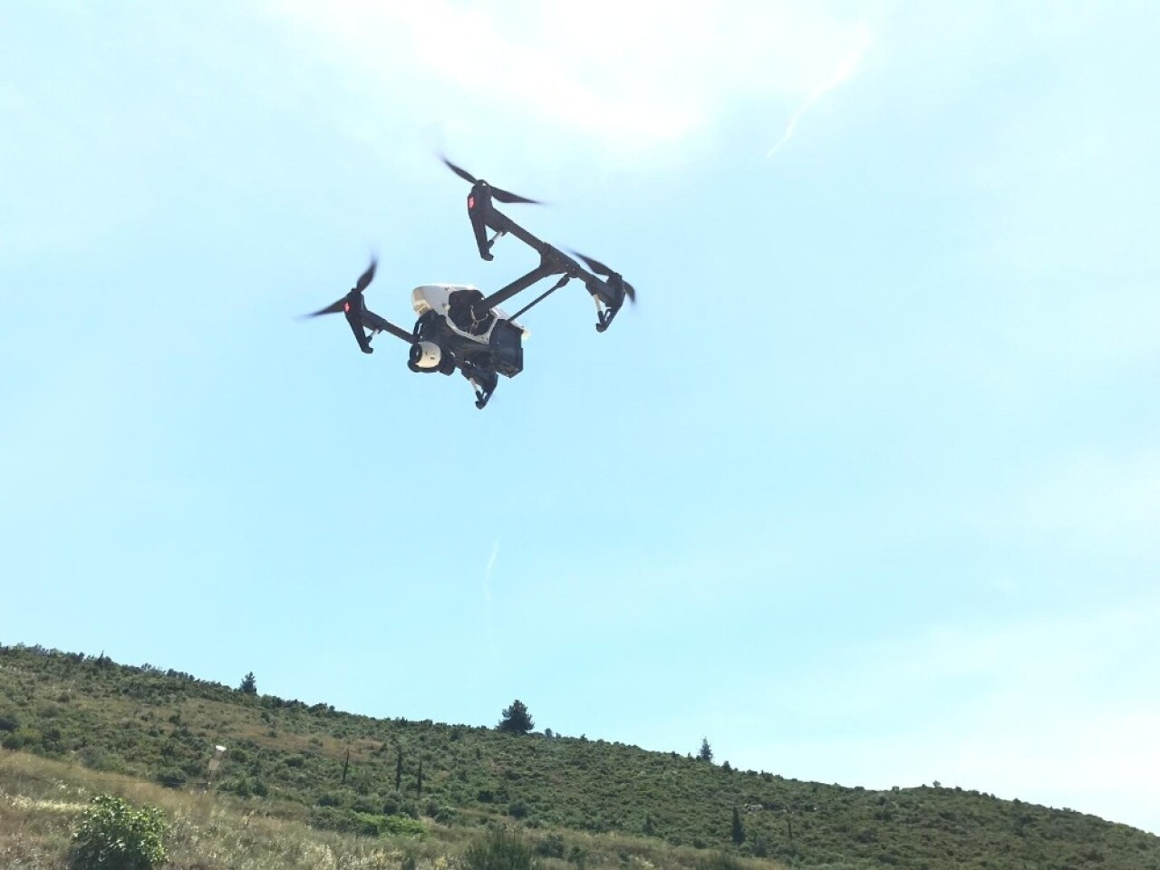 (Özel) Bursa kestanesi drone ile korunacak