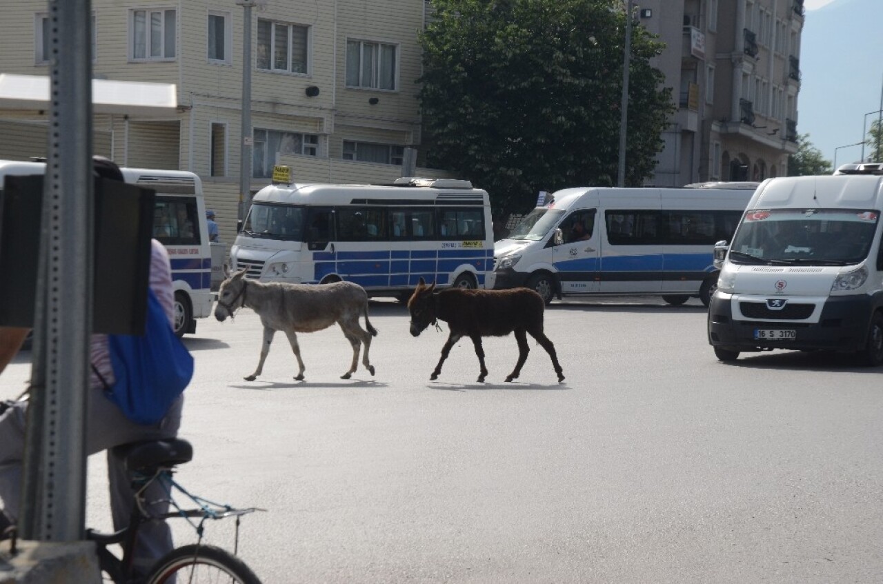 (Özel) Bursa’da şehrin göbeğinde iki eşek sürücüleri zor durumda bıraktı