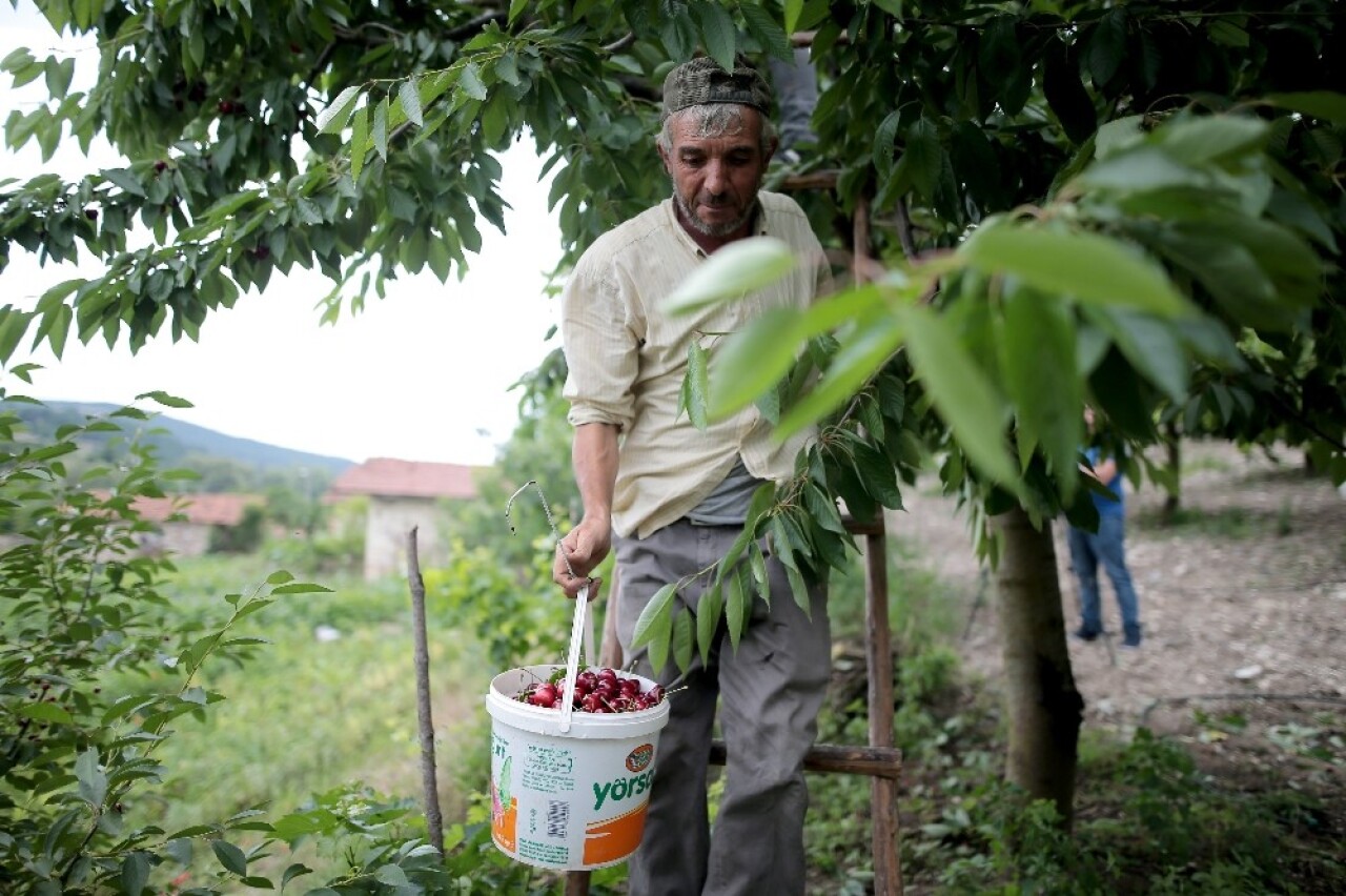 (Özel) Türkiye’nin en kaliteli kirazını yetiştiriyorlar, tek şikayetleri para kazanamamak