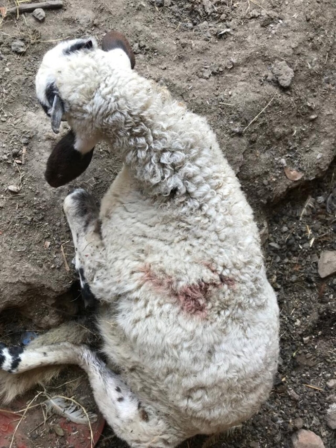Sahipsiz köpekler kuzulara saldırdı