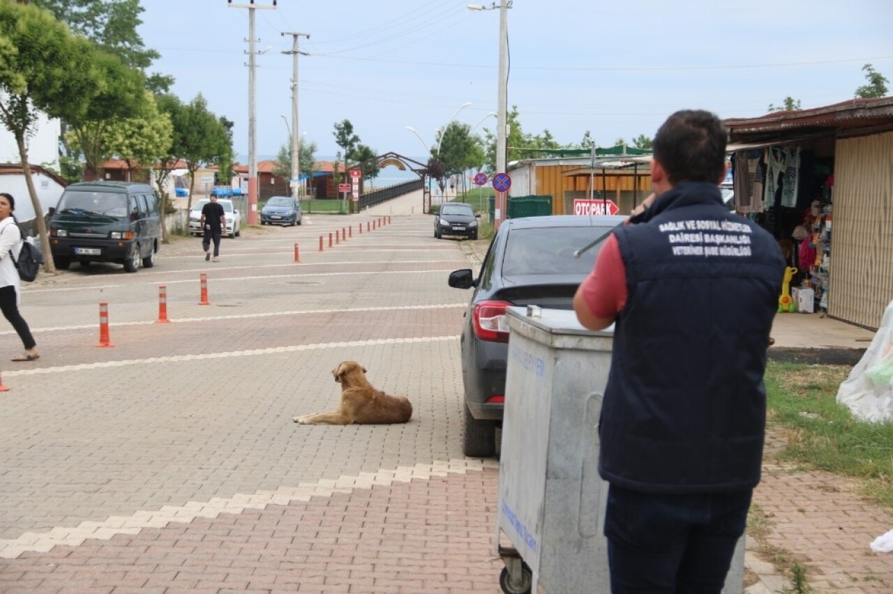 Tatil beldelerindeki sokak köpeklerine sağlık denetimleri