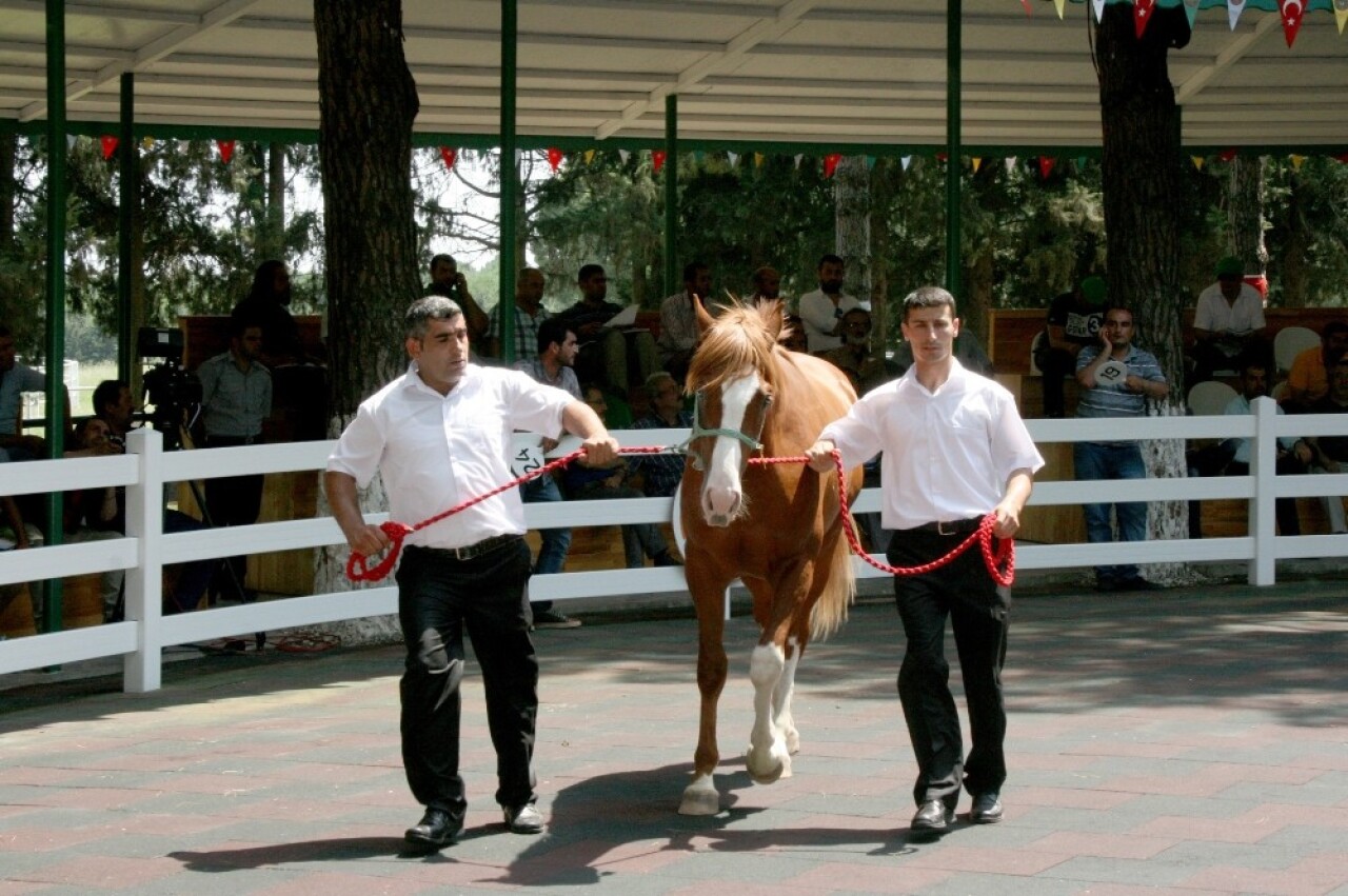 TİGEM’in tayları görücüye çıkıyor