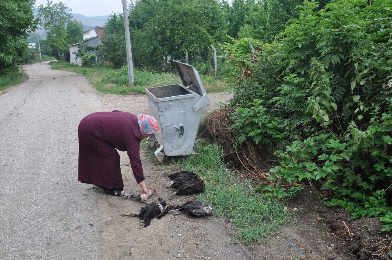 Yanlış bit ilacı tavukları telef etti iddiası