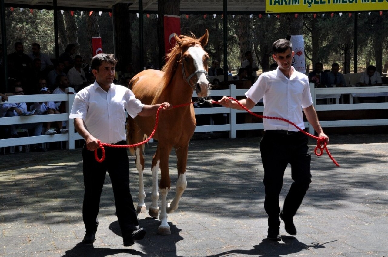 Yarış tayları lüks otomobil fiyatına alıcı buldu