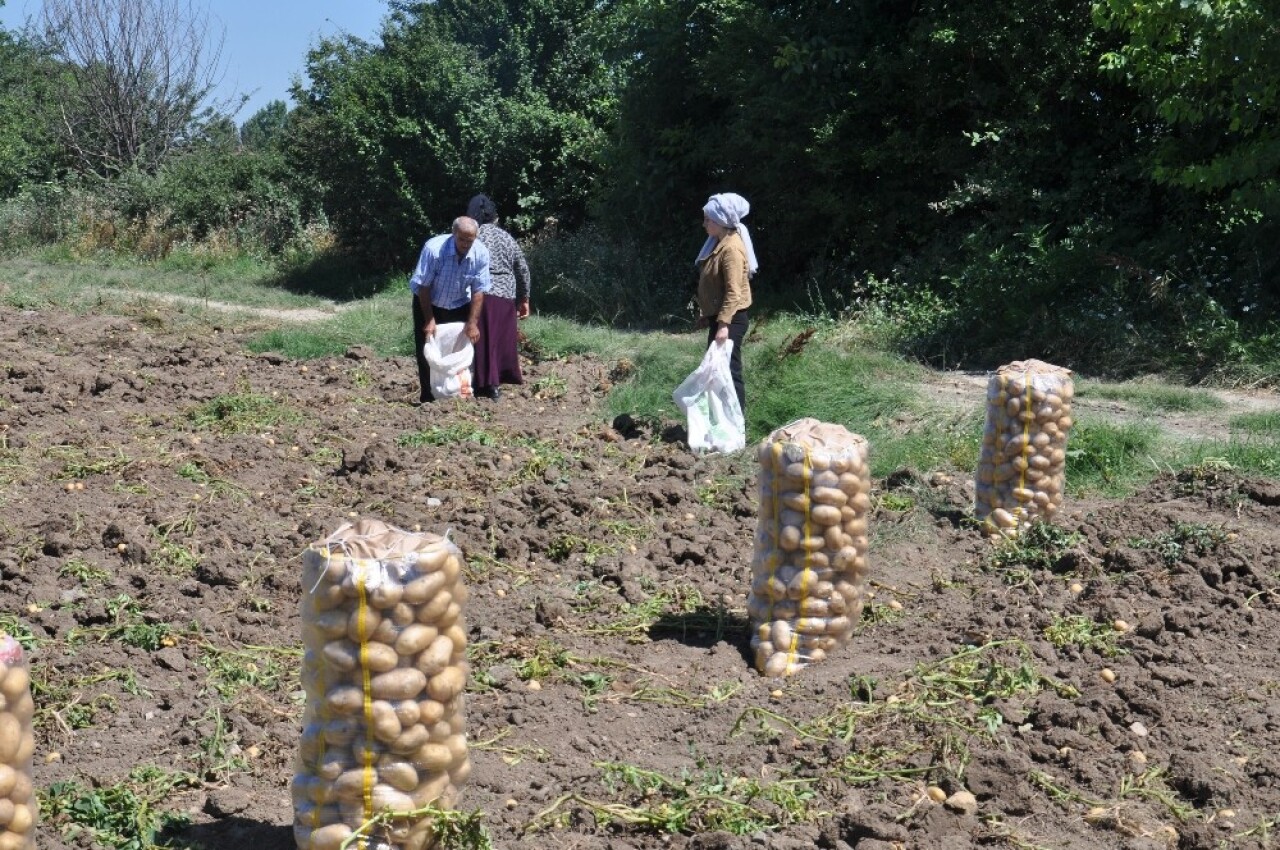 İnegöl’de patates hasadı başladı