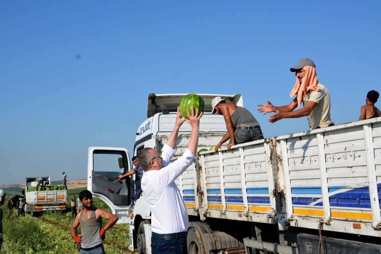 Karacabey’de karpuz hasadı başladı