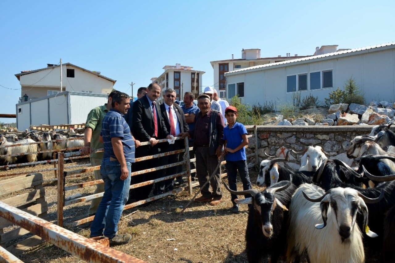 Orhaneli hayvan pazarında hareketlilik başladı