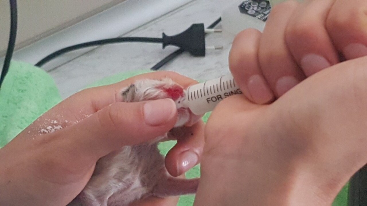 (Özel) Annesinin terk ettiği yavru kedi ölmek üzereyken böyle kurtarıldı