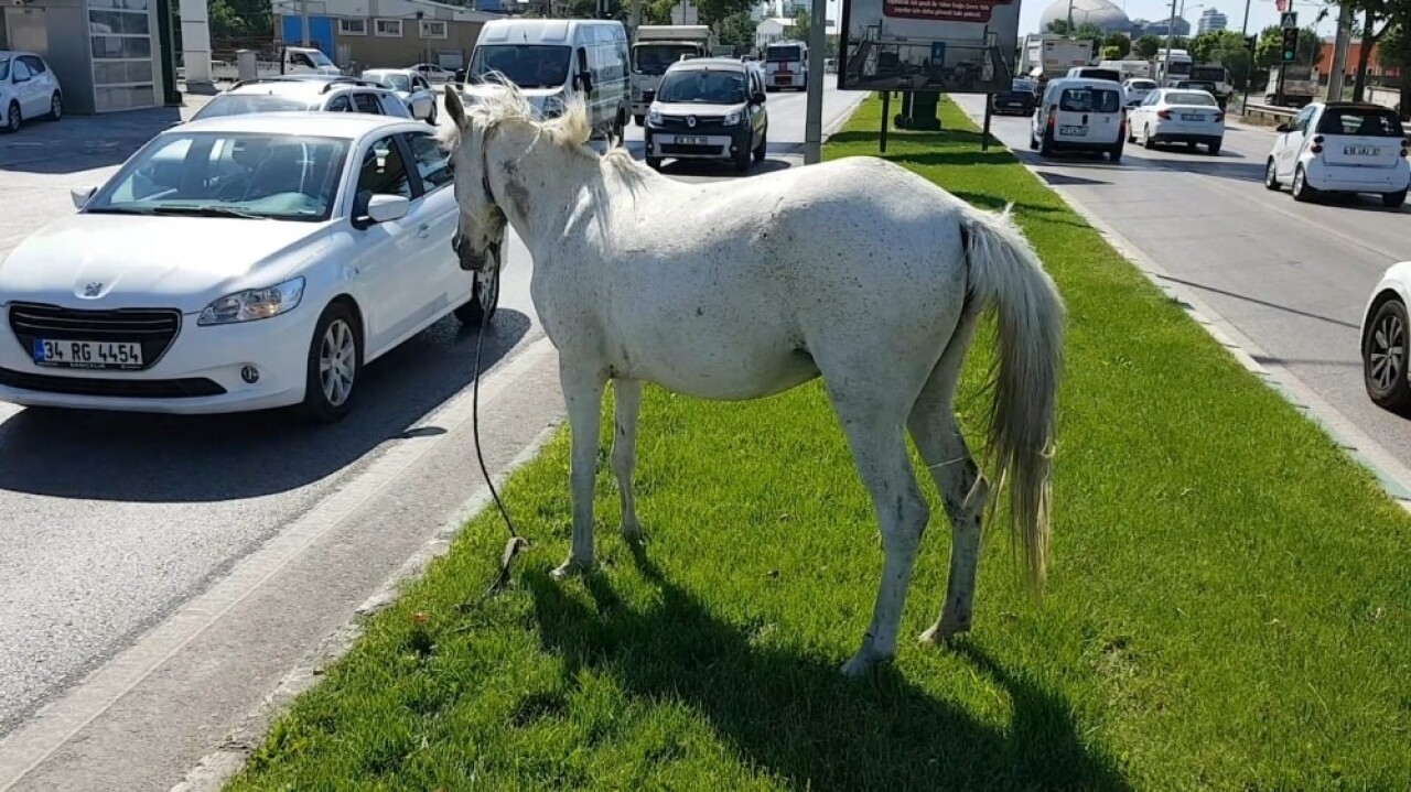 (Özel) Başı boş atlar tehlike saçıyor