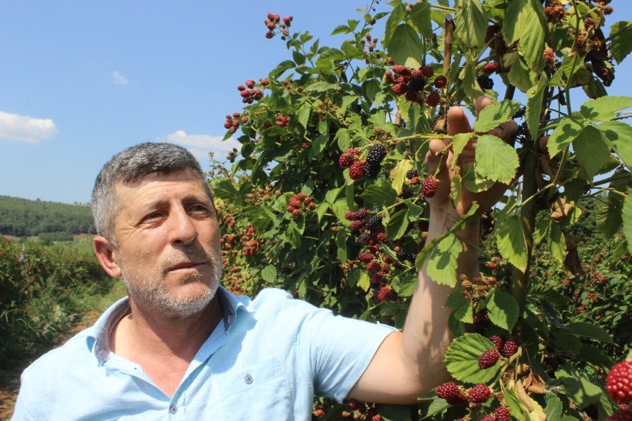 (Özel) Tadına bakanların hayran olduğu böğürtlen dalında 8 lira