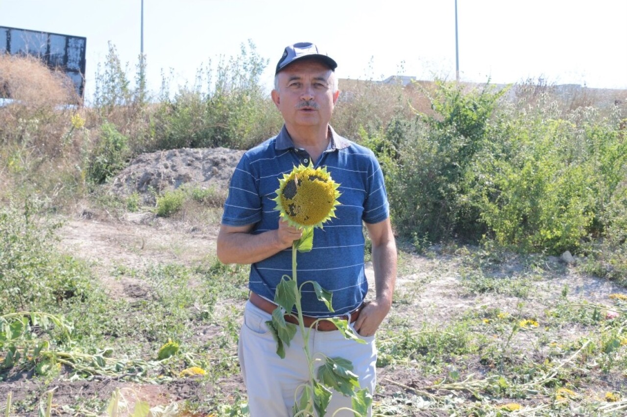 (Özel) Üniversite yerleşkesinde ayçiçeği hasadı yapıldı