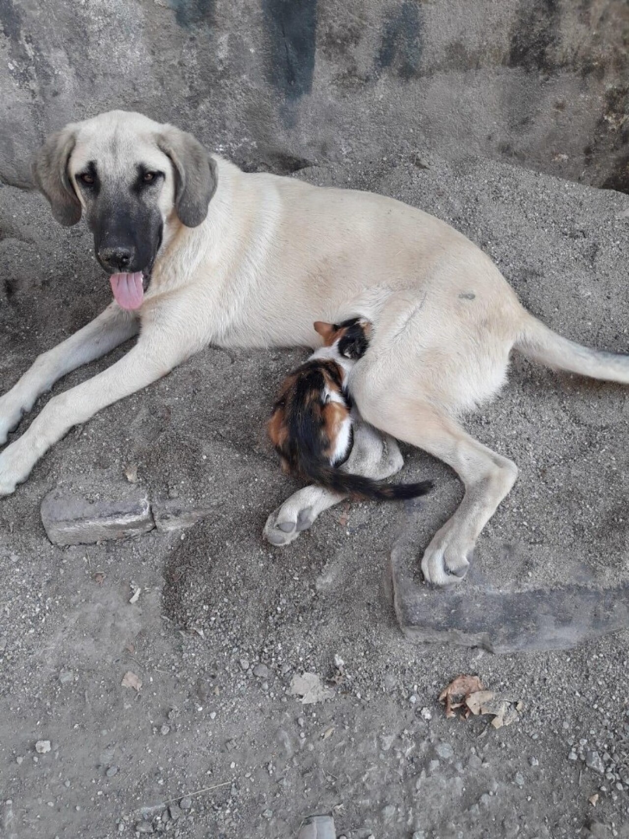 Sahipsiz sokak köpeği kediye annelik yapıyor