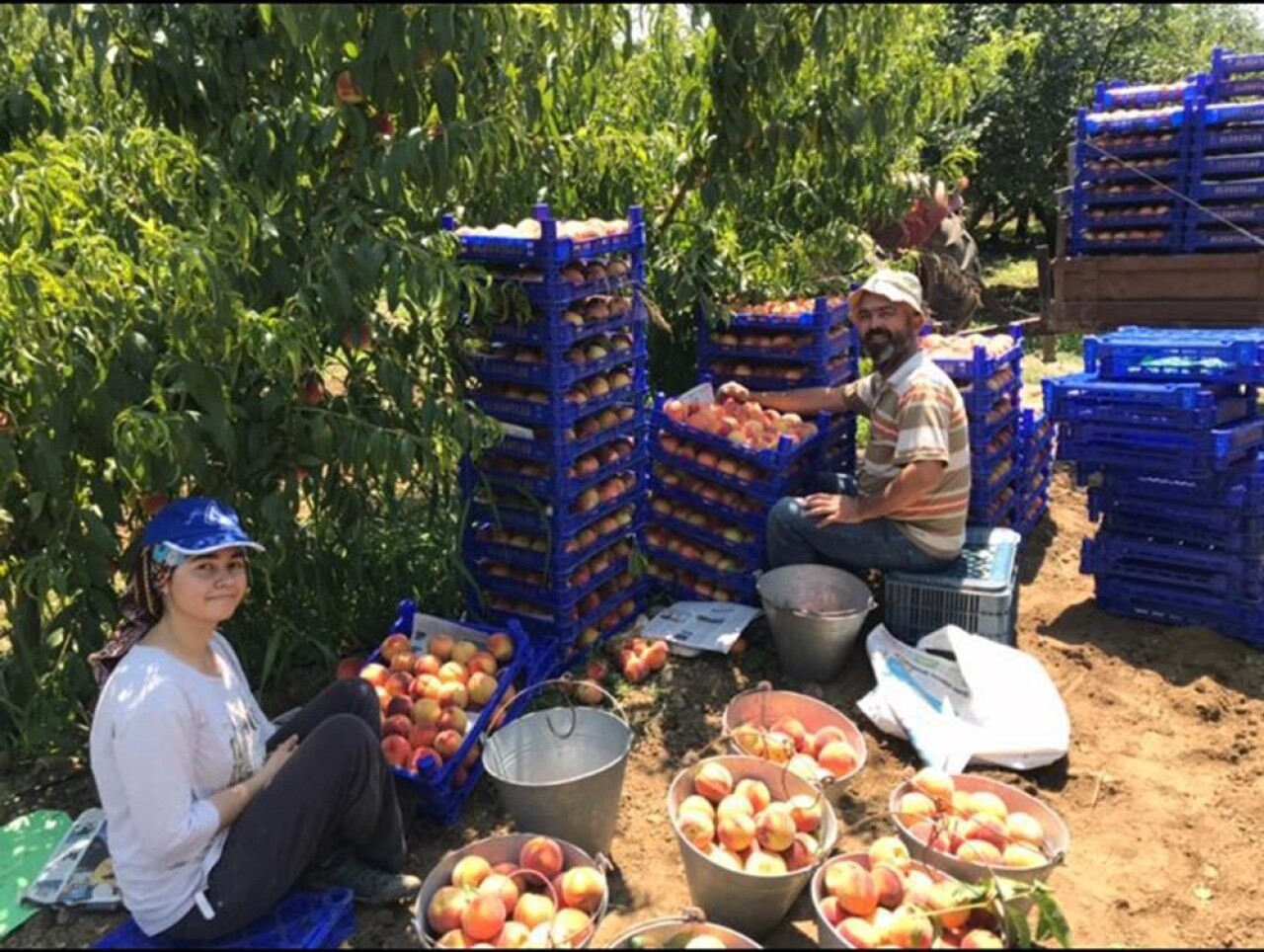 Şeftali hasadındaki rekolte çiftçiyi memnun etmedi