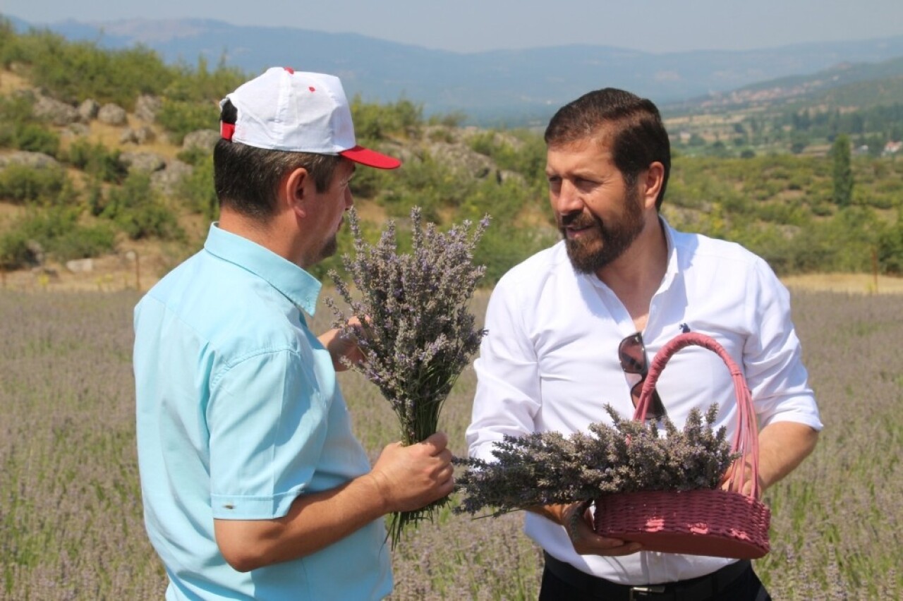 Sındırgı’da mis kokulu hasat