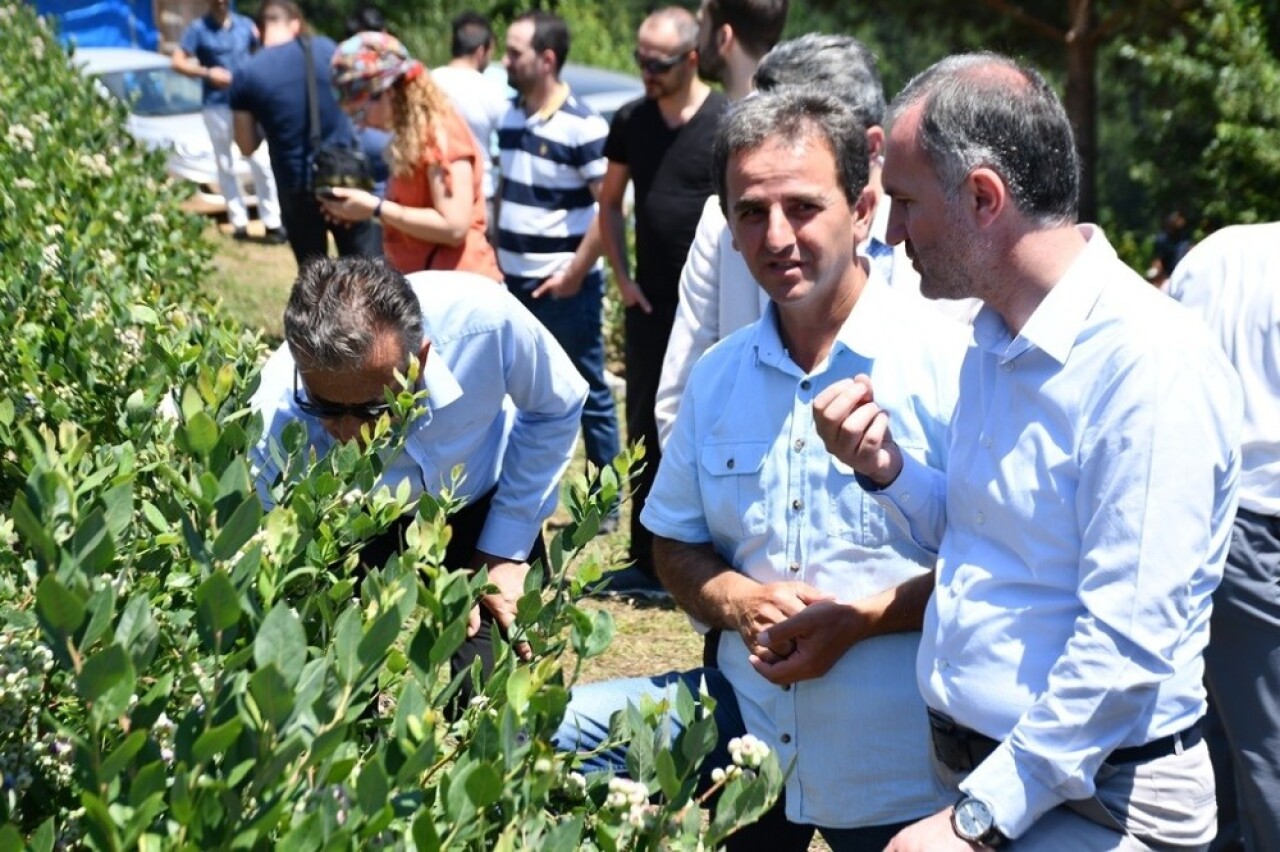 Türkiye’nin en büyük yaban mersini bahçesinde hasat başladı