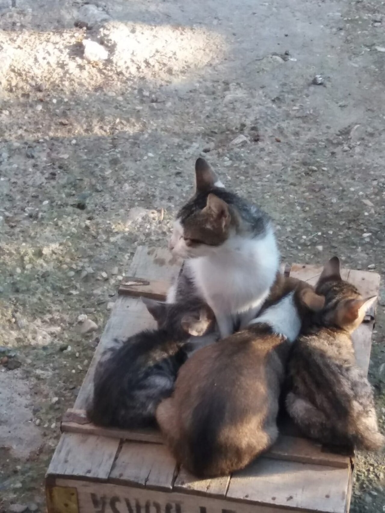 Yavru köpeği kedi sahiplendi