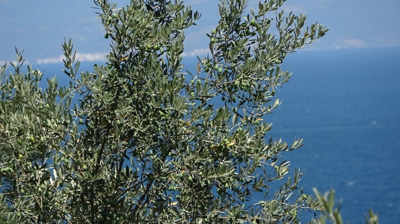 Bu kili meyve ve sebzelerine atan çiftçilerin kimyasal ilaç kullanmasına gerek kalmıyor