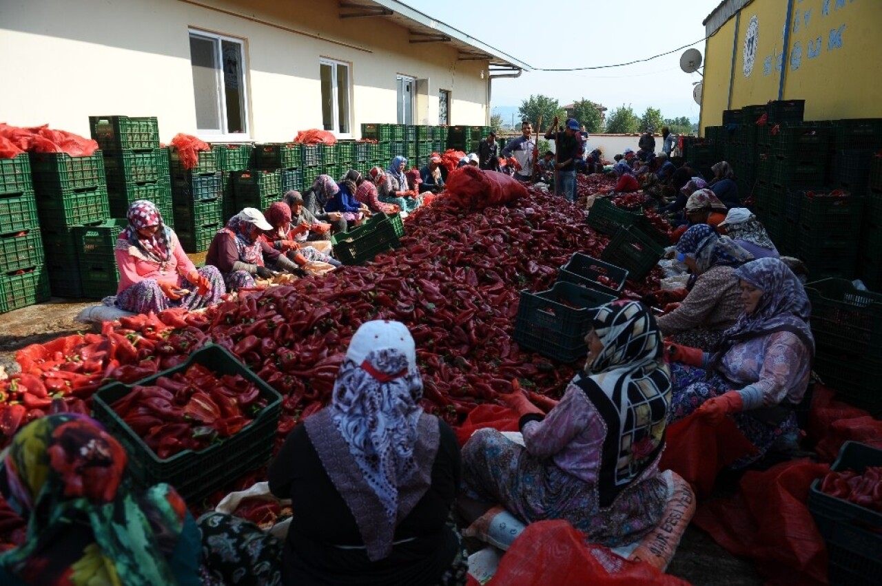 Salça diyarı Kulaca’dan biber salçası ihracatı