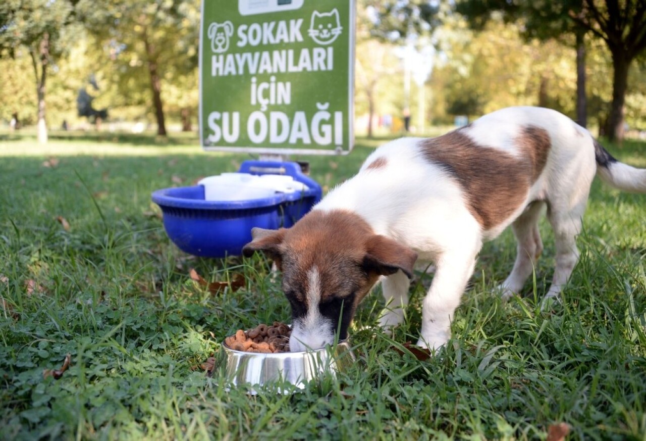 Sokaktaki canlara Osmangazi şefkati