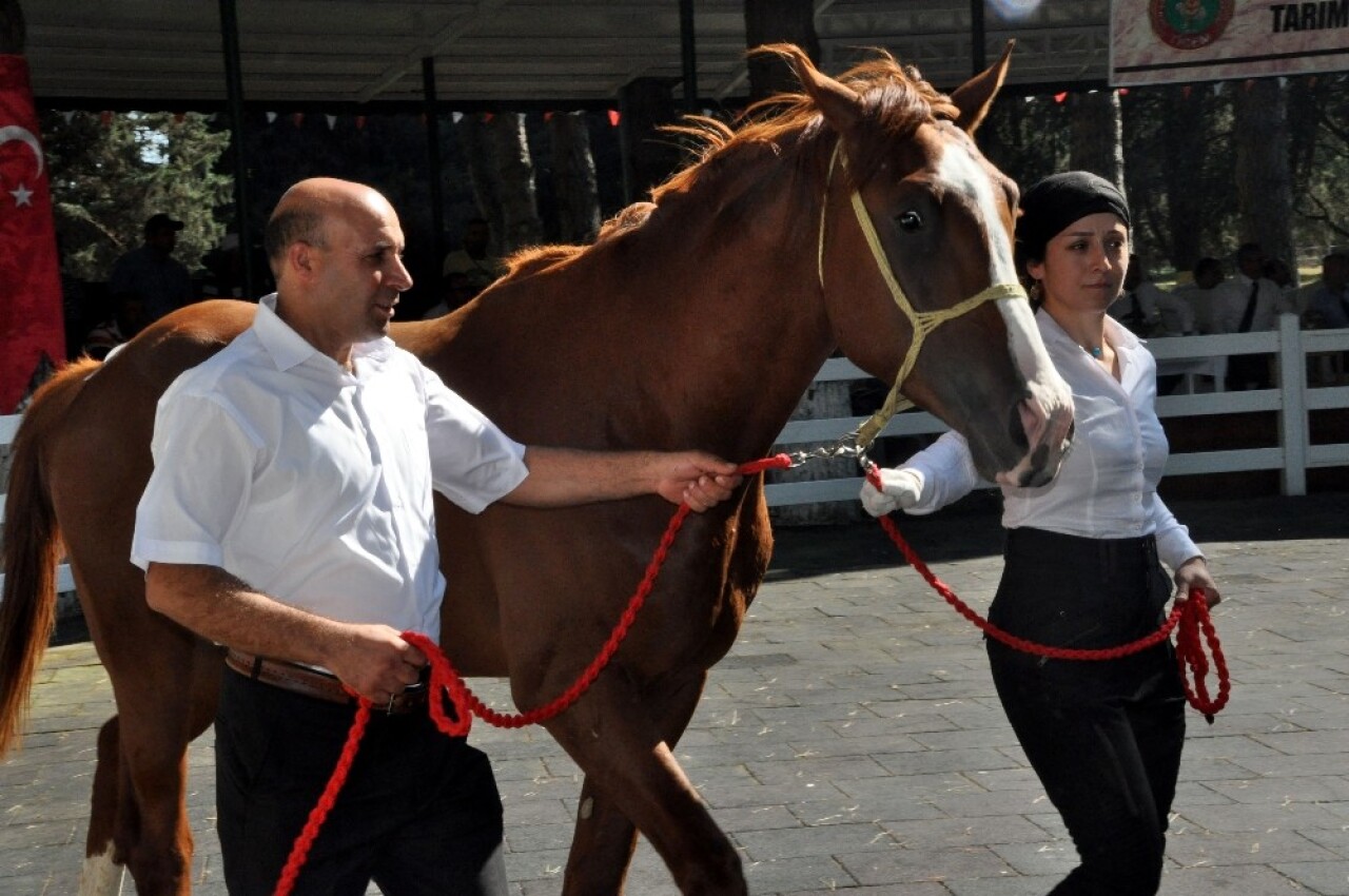 TİGEM’in 77 tayı görücüye çıkıyor