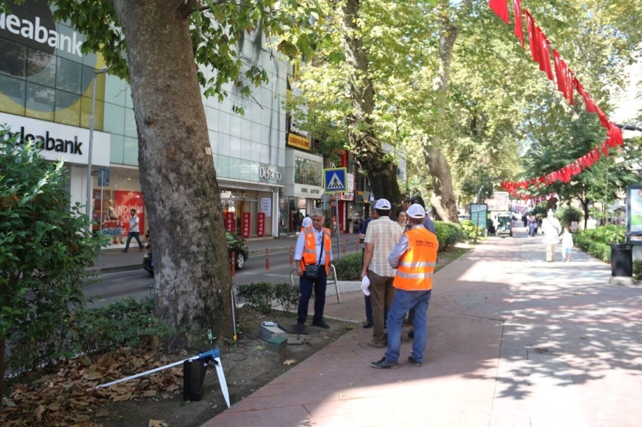 Anıt ağaçlara tedavi için rapor hazırlanıyor