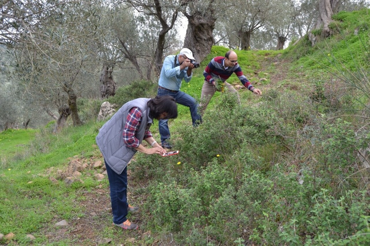 Bandırma’da 144 bitki çeşidi tıbbi amaçla kullanıyor